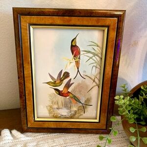 Framed Humming Bird Print Burns Boston Frame Burlwood 4 x 7 picture Vintage